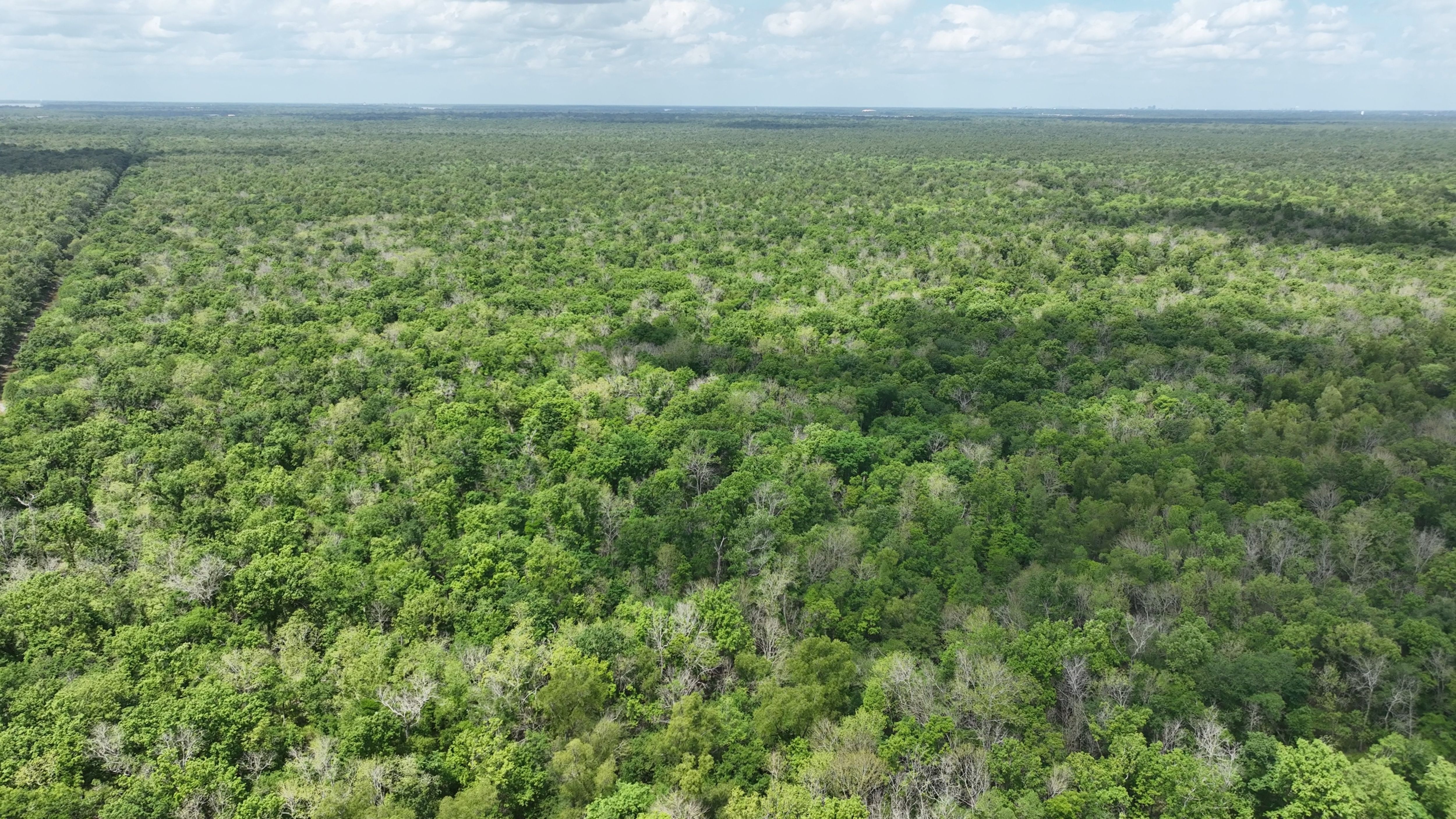 Listing Photo: Iberville Parish Bottomland Hardwood Hunting Land